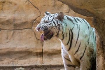 Image of a white tiger on nature background. Wild Animals.