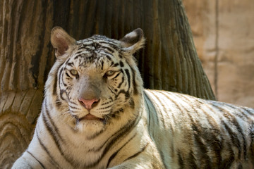 Image of a white tiger on nature background. Wild Animals.