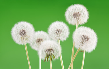 Dandelion on blank green background, beautiful flower, nature and spring concept.