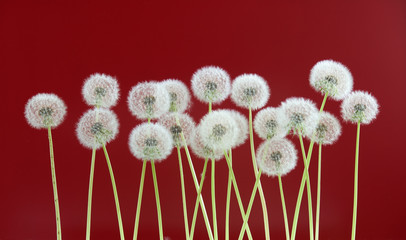 Dandelion flower on red color background, spring season concept. object on blank space backdrop