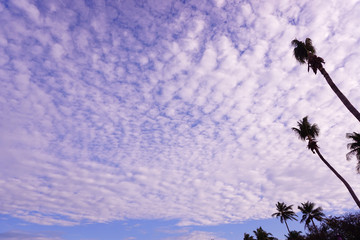 Blue sky with clouds and some coconut tree