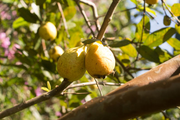 Organic Guava Tree