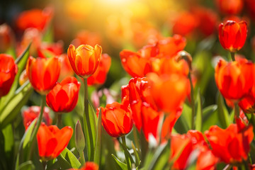 Fototapeta na wymiar Red tulips in the garden with morning sunlight