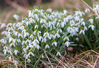 Snowdrop spring flowers.