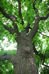 Big green tree, closeup