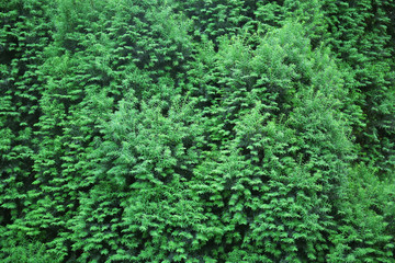 Green trees background