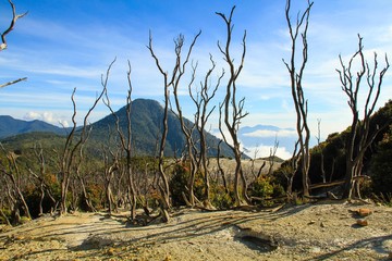Died forest, volcano.
