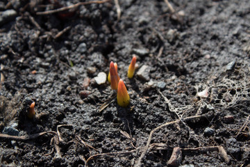 pushing up from  ground young life