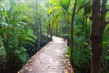 wooden path way in forest at Thapom, Klong Song Nam, Krabi, Thailand