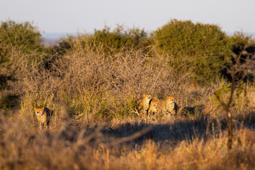 Cheetah hunting