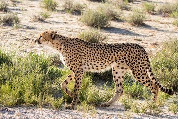 Cheetah hunting