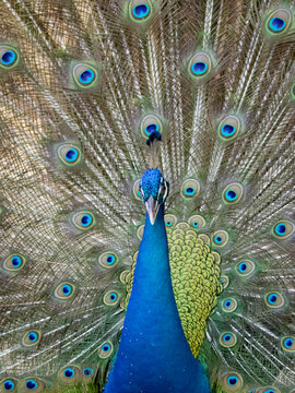 Image of a peacock showing its beautiful feathers. wild animals.