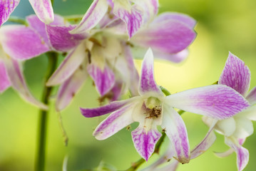 Fototapeta na wymiar spider in purple orchid pollen in garden