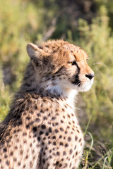 Cheetah hunting