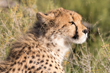 Naklejka na ściany i meble Cheetah hunting