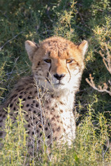 Cheetah hunting