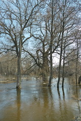 Spring flood in the village with trees