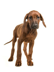 Cute rhodesian ridgeback puppy standing facing the camera isolated on a white background