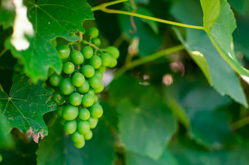 Green grape (Vitis vinifera)