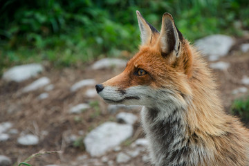 Fox in the countryside (Vulpes vulpes), High Tatras, Slovakia