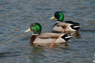 Two wild ducks (Anas platyrhynchos) male
