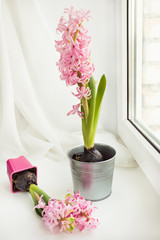 Beautiful  pink hyacinth in metal container for planting on white windowsill.  Copy space. 