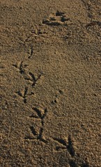 Seagull footprints, Elba Island, Italy