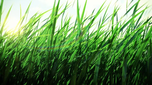 Grassy