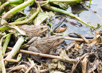 green edible frog at river