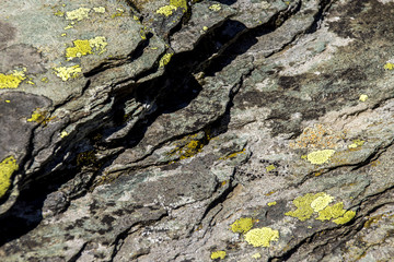 Gelbe Flechten auf felsigem Untergrund