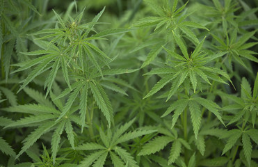 Young Cannabis Bushes as Background