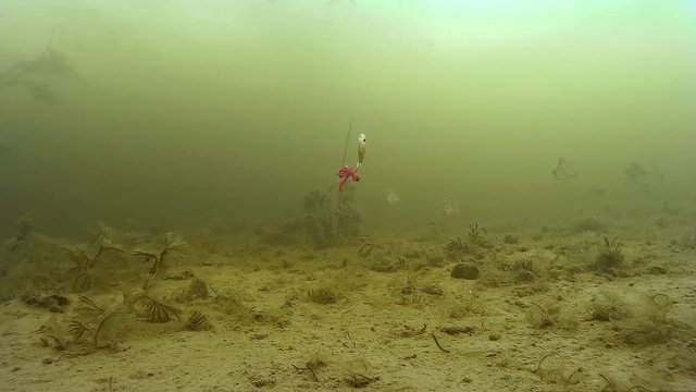How the fish behave when fishing. Underwater video.