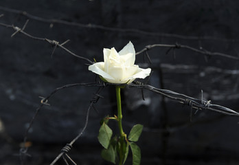  flowers, dark, war, hope, memory,