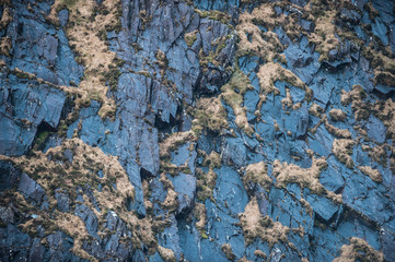Detail of Grass growing on side of cliff face