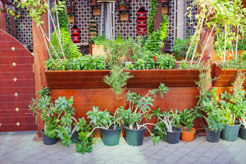 Flowers in pots at Asian market