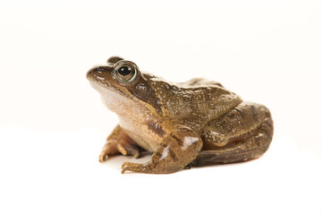Brown frog seen from the side isolated on a white background