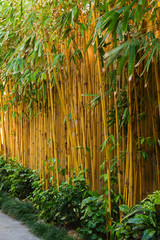 Fence of bamboo