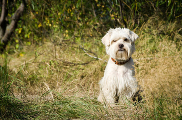 Fototapeta premium cute dog sitting on the grass