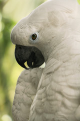 white macaw cockatoo domestic parrot