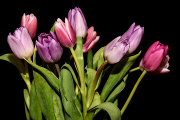 tulips flowers bouquet black background