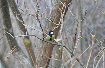 bird in spring forest
