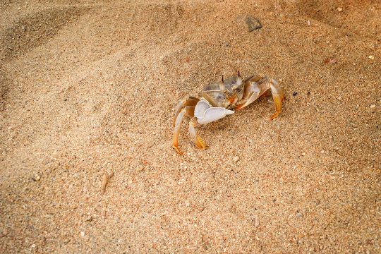 live sea crab on the beach