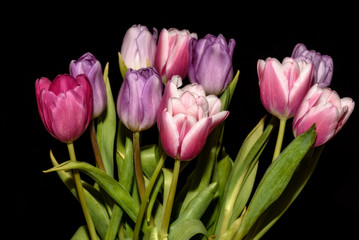 tulips flowers bouquet black background