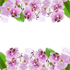 Fototapeta na wymiar Beautiful floral background of branches of lilac orchids 
