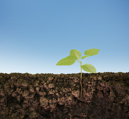 green plant growing seedling