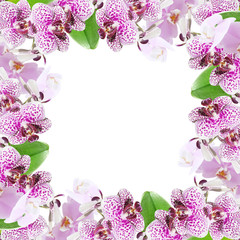 Beautiful floral background of branches of lilac orchids 