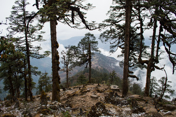 Forrest Along the Everest Base Camp Trek in the Nepalese Himalayas Between Jiri and Lukla