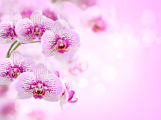 Naklejka na ściany i meble Floral background of tropical orchids