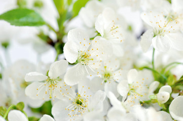 Flowering cherry twig with drops of dew