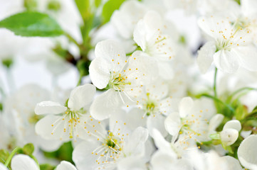 Fototapeta na wymiar Flowering cherry twig with drops of dew